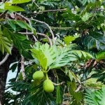 Buah Sukun