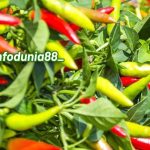 Img 20250531 093936