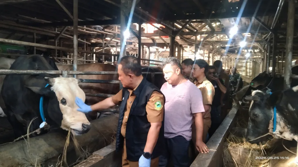 Bupati Kuningan Tinjau Hewan Qurban
