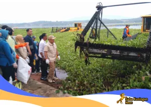 Waduk Darma Penuh Eceng Gondok,Penikmat Ke Untungan Di Waduk Darma Harus Ikut Pembersihan
