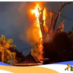 Pohon Kramat Berusia Ratusan Tahun di Kaliaren Tersambar Petir dan Terbakar, Warga Sempat Panik
